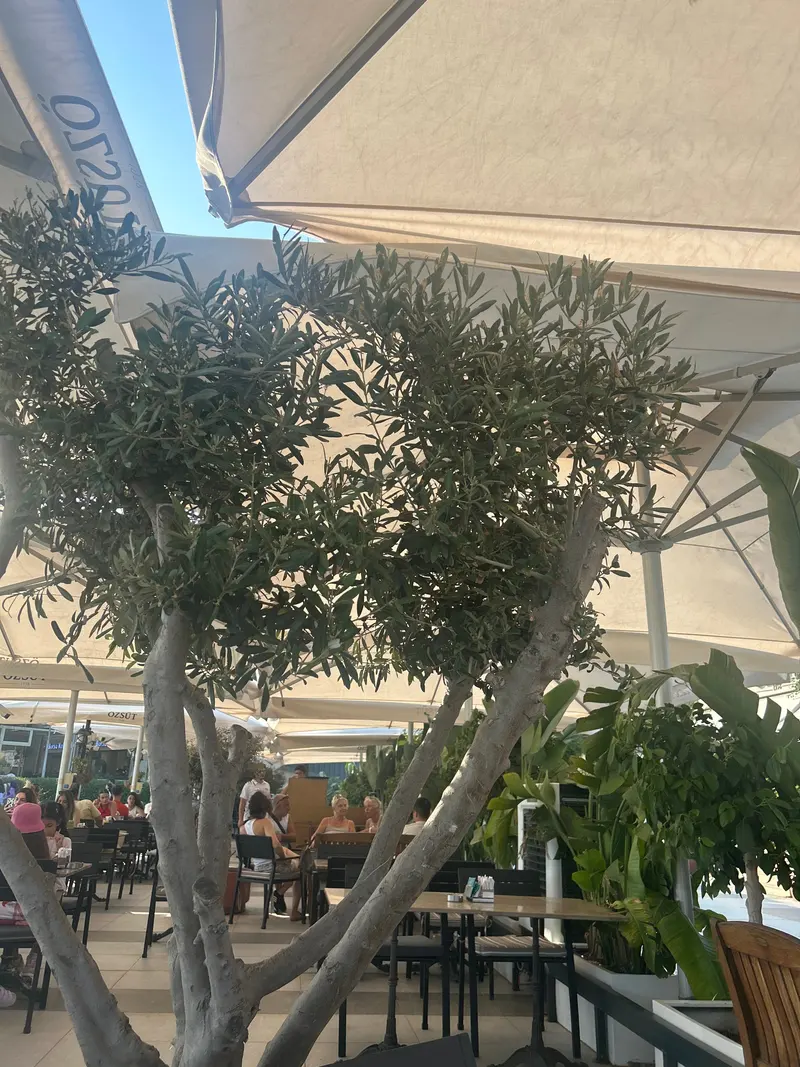 Özsüt Mersin Marina 2